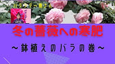 鉢植え薔薇 2月の育て方 寒肥 水やり Youtube 鉢植え薔薇 2月の育て方 寒肥 水やり Youtube