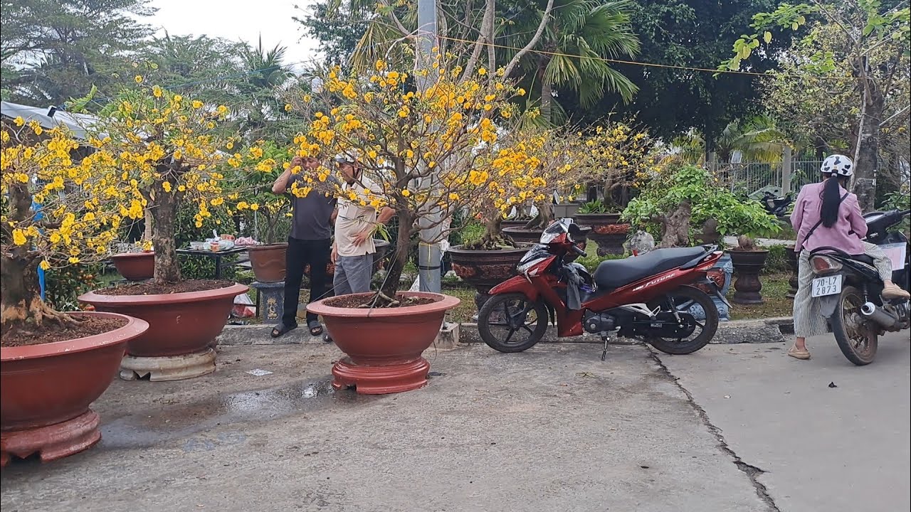 Chợ hoa Xuân phường Tân Ninh 2026 Tây Ninh Sáng 24 tháng chạp-TNVV21