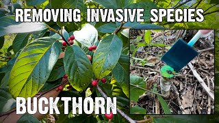 Improving Whitetail Habitat by Controlling Invasive Species - Buckthorn