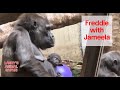 Baby gorilla update  jameelakunda  april 21      gorillas