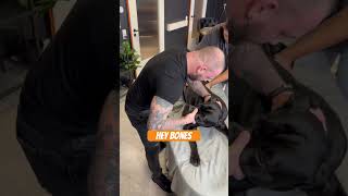 Animals Chiropractic 🧡#animals #asmr #dog #dogs #foryou #viral #heybones