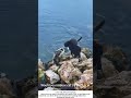 Feral Cats Fishing at the Seashore – Nature’s Little Hunters 🌊🐱