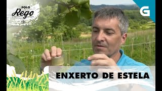 Como facer un enxerto de estela