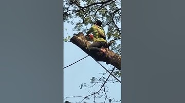 woodcutter skills, big tree felling skill technique #shortvideo #chainsaw #treecutting