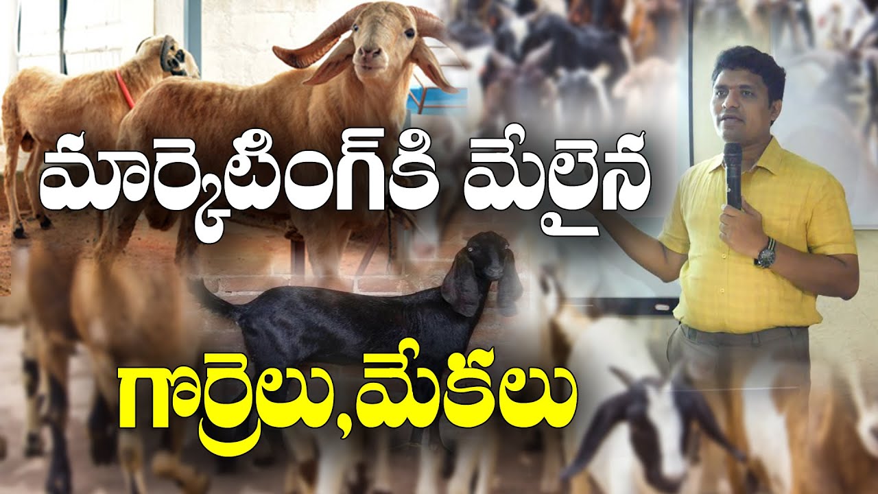 Козоводство и овцеводство – выбор лучших пород || Лучшие породы для разведения коз и овец || Докт...