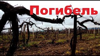 Смерть персикам Анапы приходит с Востока Смерть персикам Анапы приходит с Востока