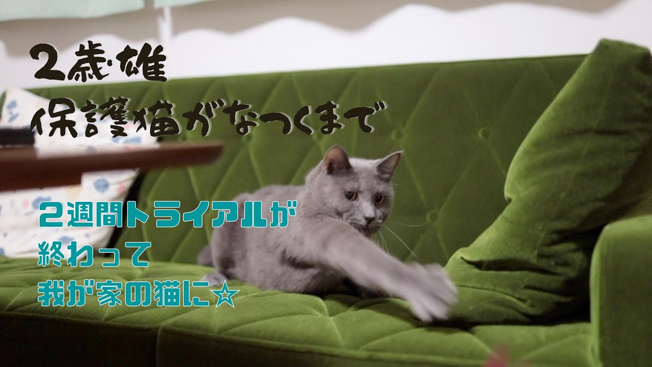 保護猫がなつくまで トライアルが終わって 8月 Youtube