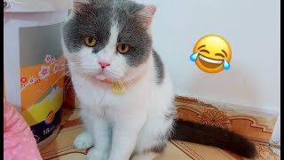 Oh so adorable cat family! Dad cat is so funny 🤪 too lovely