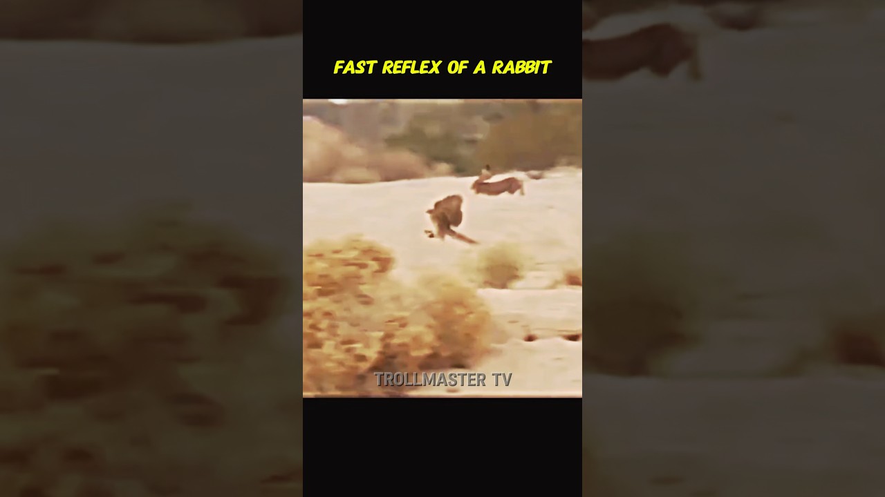 Rabbit 🐇 the fast reflex compilation part 3 