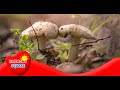 Quiz sobre el Reino Fungi