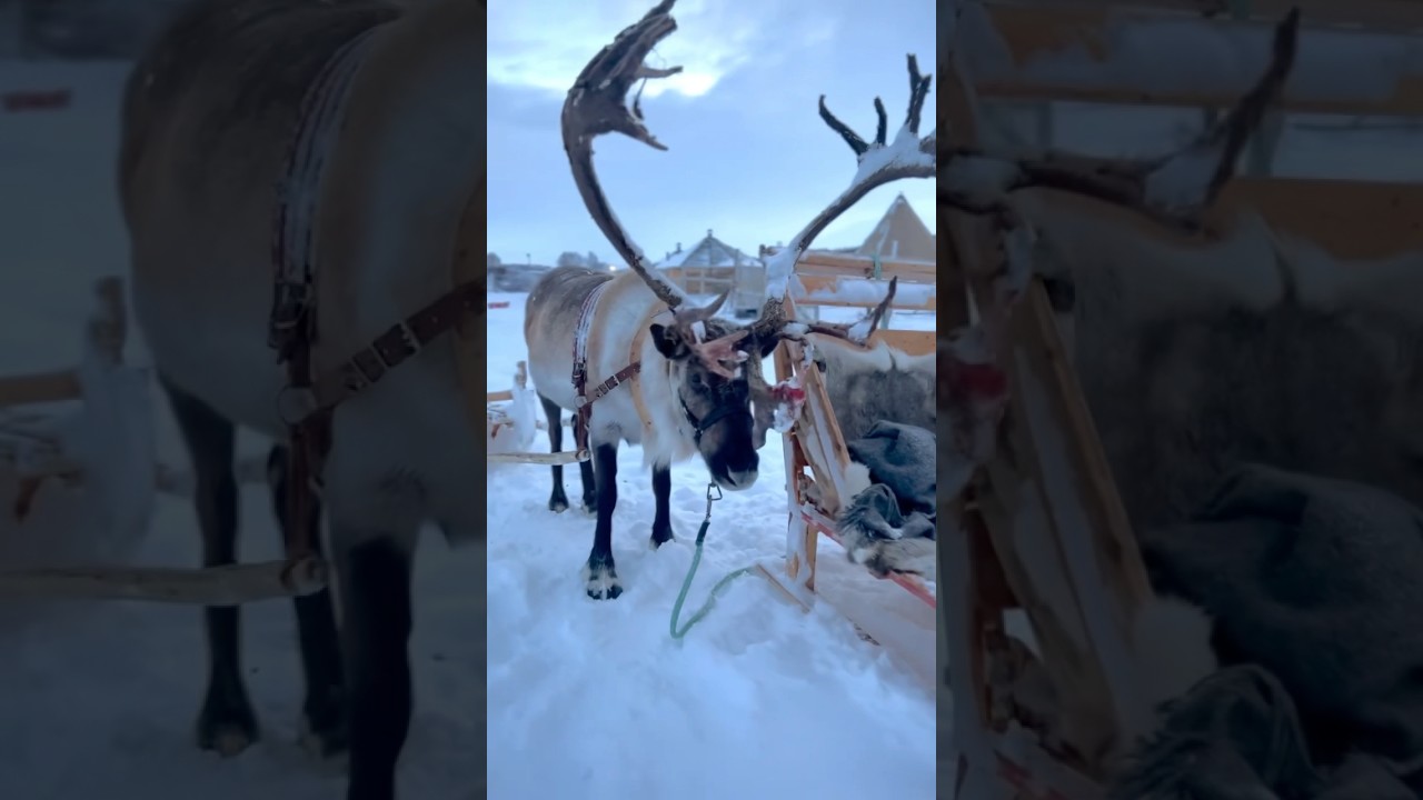 ❄️💙🦌🩵❄️winter 