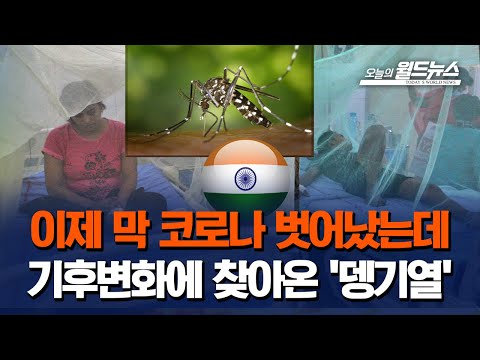 [월드 통신원 in 인도] 이제 막 코로나 벗어났는데... 기후변화에 찾아온 '뎅기열' 지옥