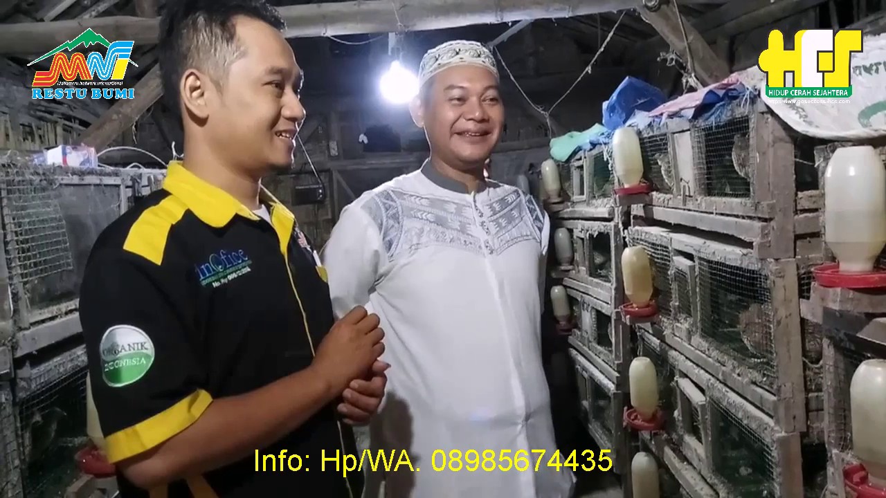 CARA TERNAK BURUNG PUYUH KOTORANNYA TIDAK BERBAU PRODUKSI MAKSIMAL