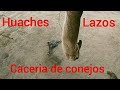 CACERIA de CONEJOS con LAZO,(GUACHES) para ENTRENAR CACHORRO BEAGLE / Rabbit hunting with lasso