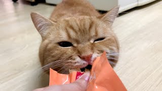 My cat chews just about anything. Cat VLOG ✨