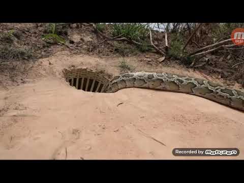 Vidéo Piéger Un Serpent