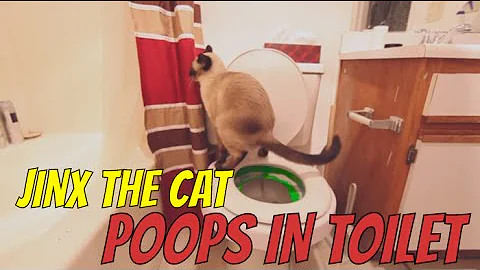 Cat poops in Toilet!  Large poo!  Jinx the Cat - DayDayNews
