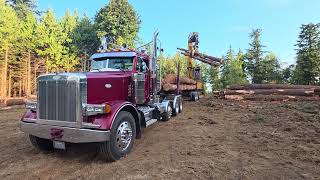 John deere log loader loading Peterbilt log truck in Lynden Wa. 8-26