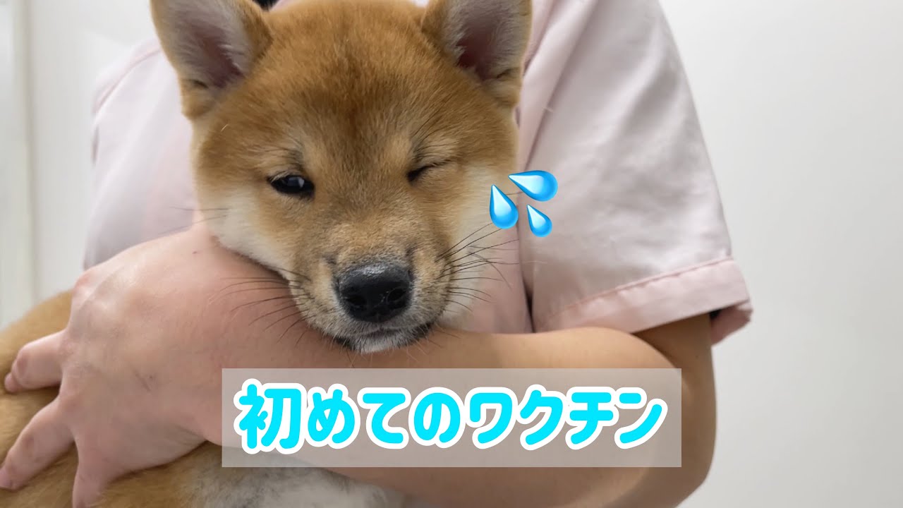 【豆柴子犬】ドキドキ‼︎はじめてのワクチン、放心状態で可愛かったw生後2ヶ月 YouTube