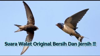 Masteran Walet Jernih‼️ Cocok Untuk Burung Durasi Anda!!!