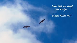 Isaiah 40:31 NLT | SOAR HIGH ON WINGS LIKE EAGLES - Trust God He Will Renewed Your Strength