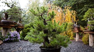 How to Trunk Bend a Field-Grown Pine Bonsai