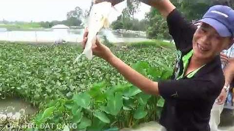 Câu cá 49 l ĐI CÂU CÁ Ngắm Phao thụt phao bềnh và lên hàng đều đều l CẦN THỦ ĐẤT CẢNG FISHING