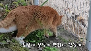 A strange cat appeared. Cats' reactions are so different