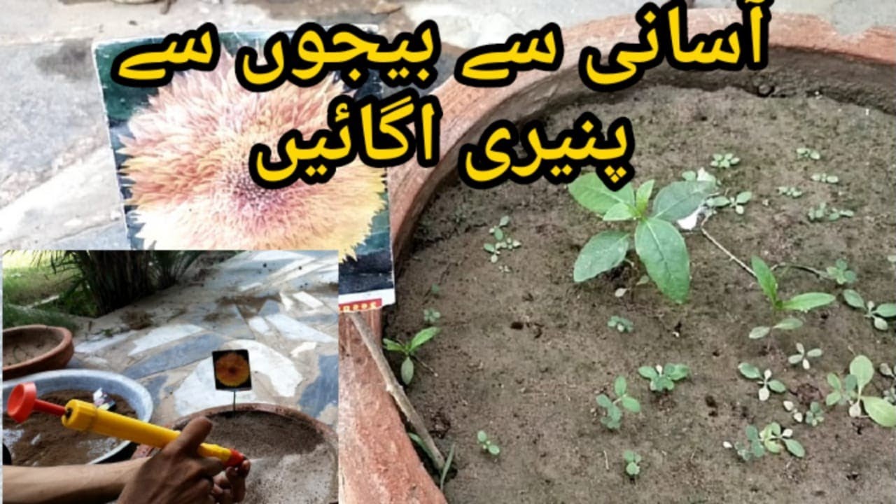 How to grow flower seeds at homehaseeb plant seeds homegarden