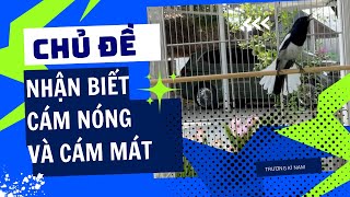 Phân Biệt Cám Nóng và Cám Mát Cho Choè Than - Nuôi Sai Là Hỏng Chim!