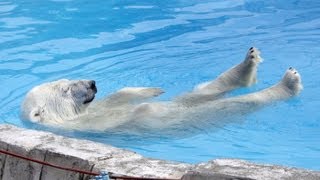 涼しげなララの背泳ぎ~The backstroke of Polar Bear