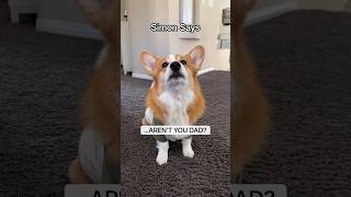 If Dogs Played Simon Says