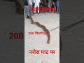 नरोरा घाट प्रति 200 किलो का आज का निकला#viral #shorts