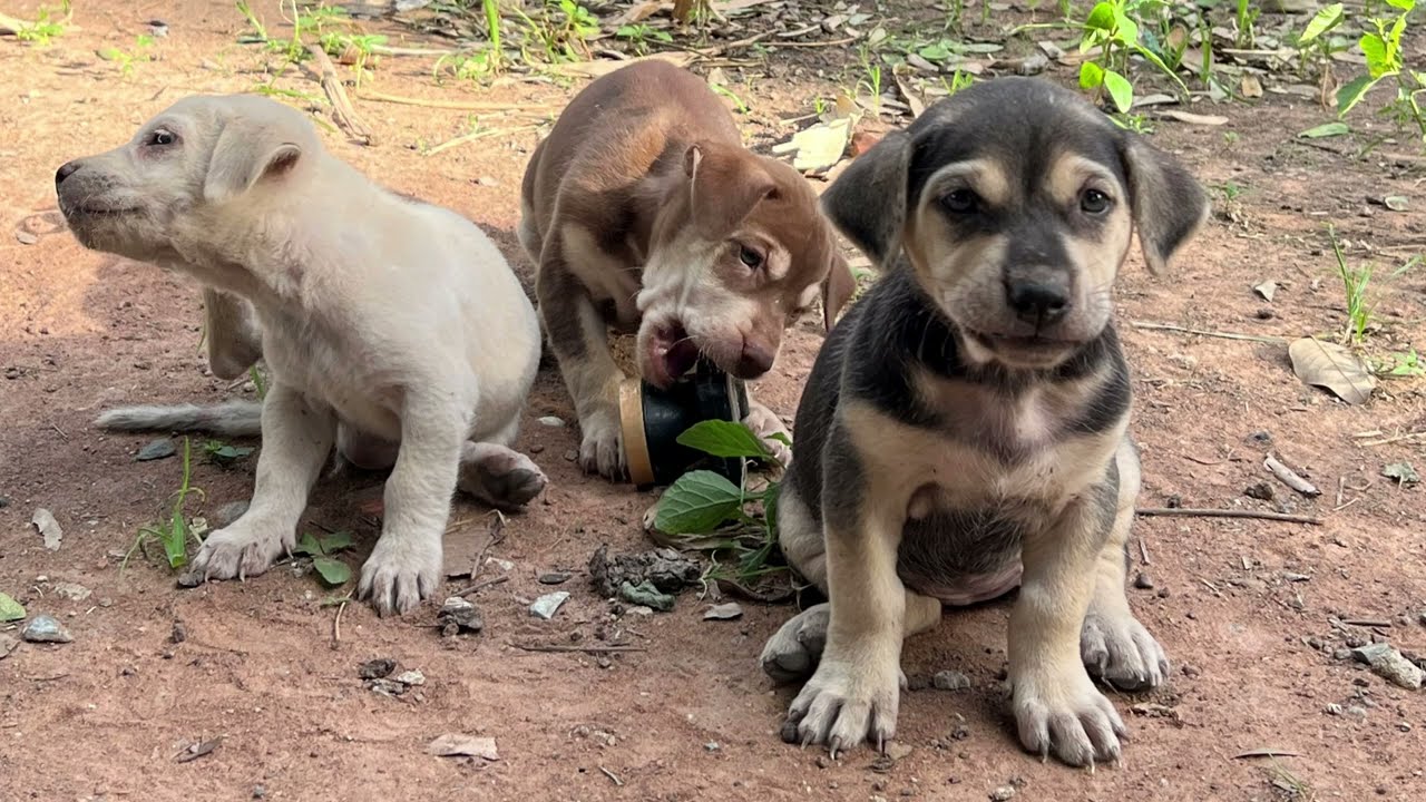 Puppies Breastfeeding – A Dog’s Life in the CountrysideGrowing Up Rural & Free Life