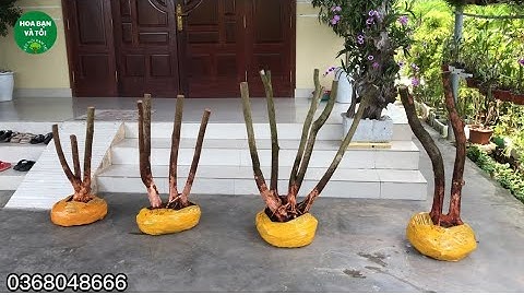 GL.4 phôi sim rừng hoa tím bầu đẹp.Hoa bạn và tôi