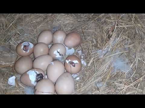 yumurtadan cixan yeni qvineya (sebzi, fireng) balalari | My Smallholding