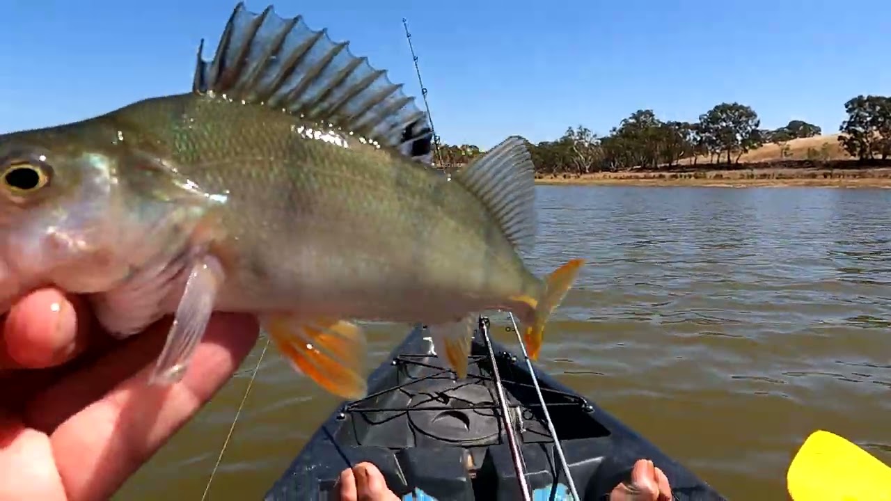 Old Mate Fishing Lures for Redfin, Trout, Yellowbelly – Trellys