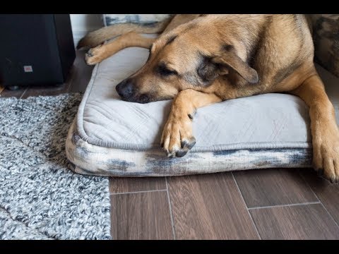 Video: Wat is de deal met hondenrassen van ontwerpers?