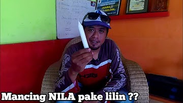 RANGKAIAN PANCING IKAN NILA UMPAN LUMUT 2 KAIL