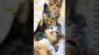 SMALL CUTE KITTENS #shorts #purelove #love #pets #kitten #cat #catlovers #catvideos #mimi #мимими