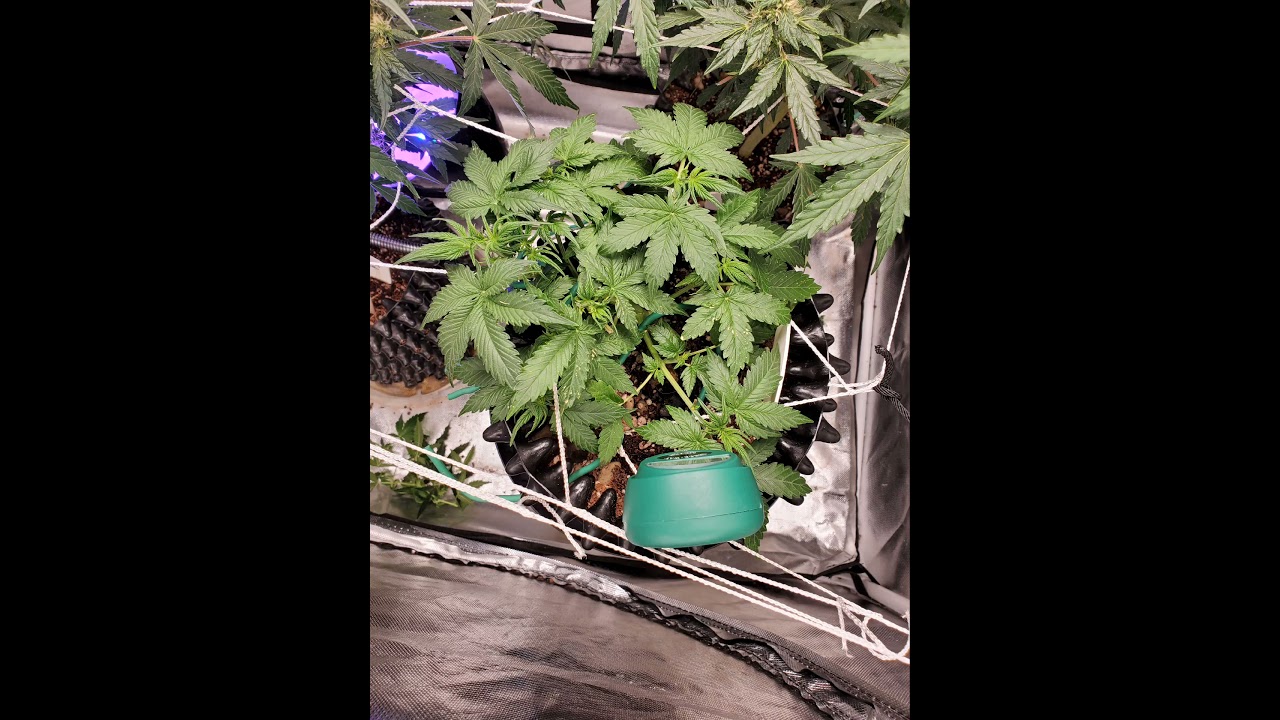 7 week autoflower sour kush
