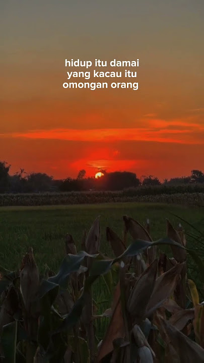 CCP TEXS 30 DETIK || STORY WA / SUNSET SORE HARI