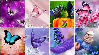 Beautiful Butterfly Wallpapers HD Pictures screenshot 2