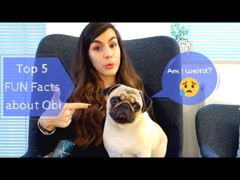 top-5-fun-facts-about-obi-the-pug