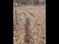 WALKING IN THE WILD AGAIN #wilderness #backwoods #northcountry #youtube #smallyoutubersupport #fyp
