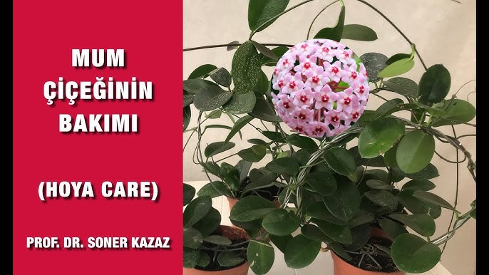 Prof.Dr. Soner Kazaz (Ankara Univ.) on Instagram: ✓Gerbera bunching, Kalp  Gerbera Demeti #sonerkazaz #gerbera #gerberas #gerberadaisies #gerberadaisy  #