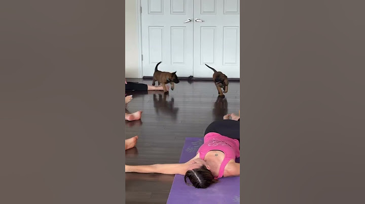 that is not puppy yoga  it is chaos yoga🤣🤣#subscribe #shortvideo #shorts
