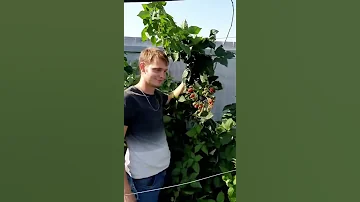Что делать с ежевикой в АВГУСТЕ?