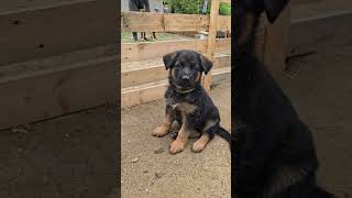 Giant German Shepherd puppies 1.5 months old. Cute and funny. by Dog breeds Породы собак 1,536 views 6 days ago 1 minute, 5 seconds