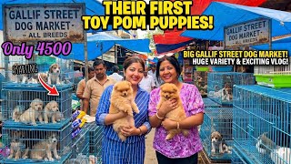 RECENT DOG PUPPY PRICE UPDATE | GALLIF STREET DOG MARKET KOLKATA| CHEAPEST PRICE| 31st MAY 2026